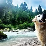 Casetta Del Caregon A Vinigo Vodo Cadore